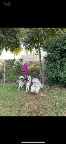 תמונת מודעה - חיות מחמד