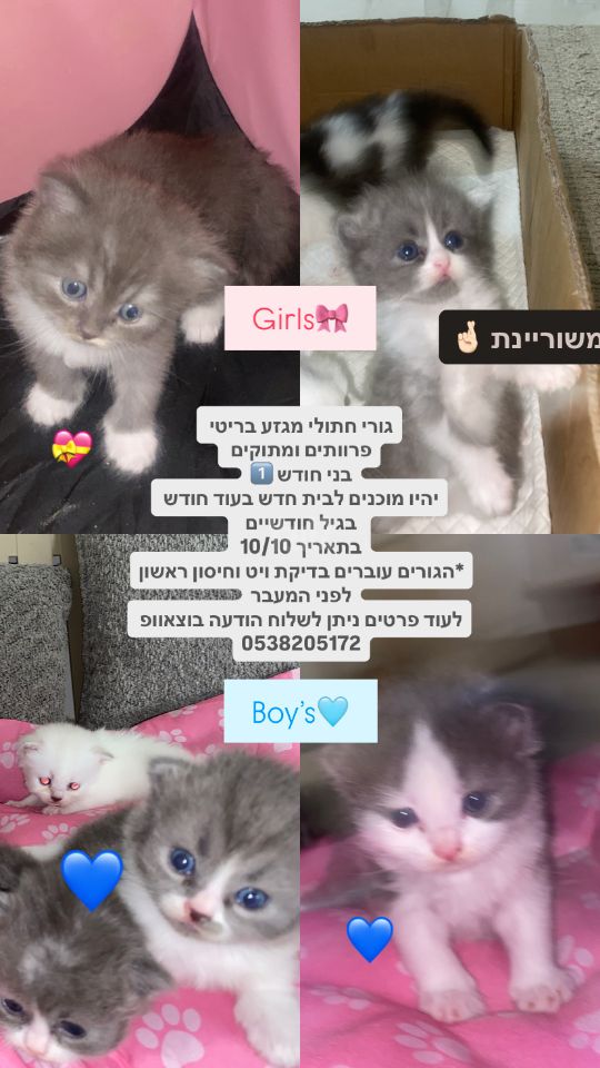 תמונת מודעה - חיות מחמד
