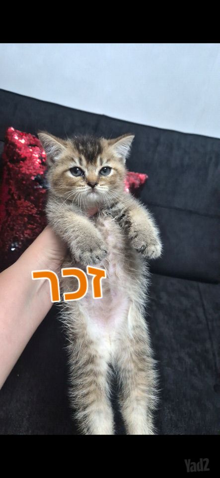 תמונת מודעה - חיות מחמד