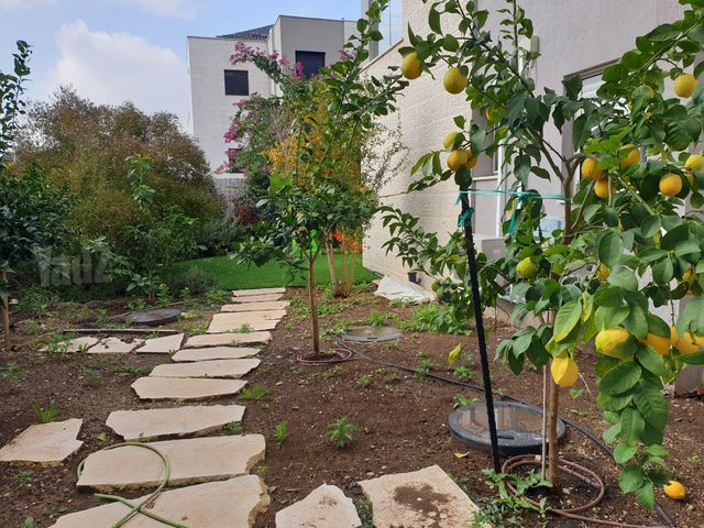 החרוב 19