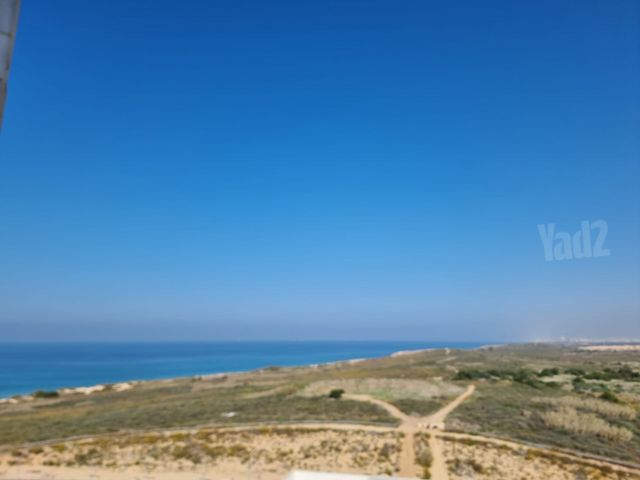 עיר ימים / הבלוט