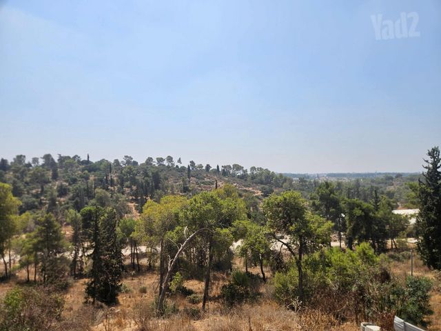 אורן 42