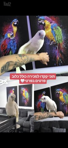 תמונת מודעה - חיות מחמד