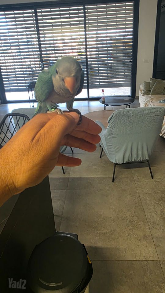 תמונת מודעה - חיות מחמד