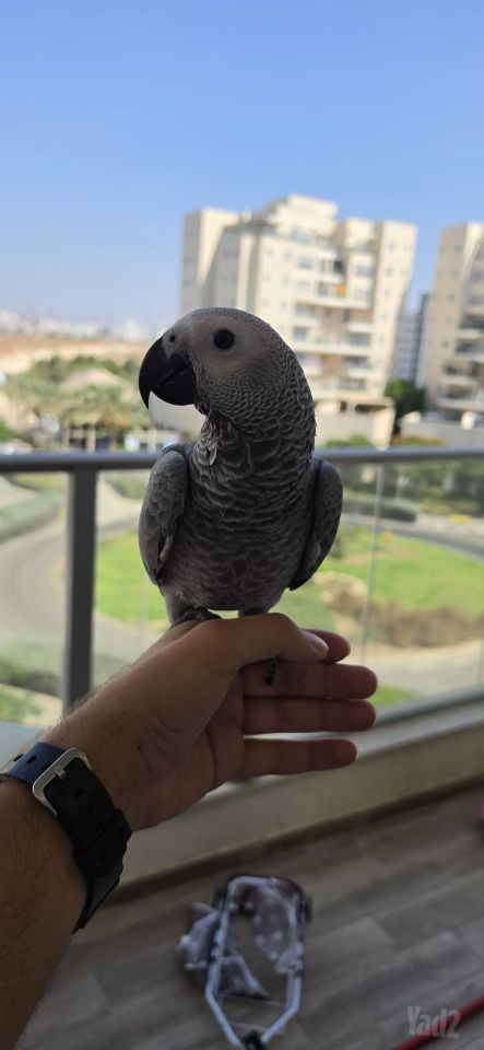 תמונת מודעה - חיות מחמד