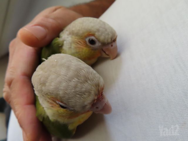 תמונת מודעה - חיות מחמד