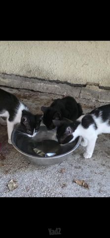 תמונת מודעה - חיות מחמד