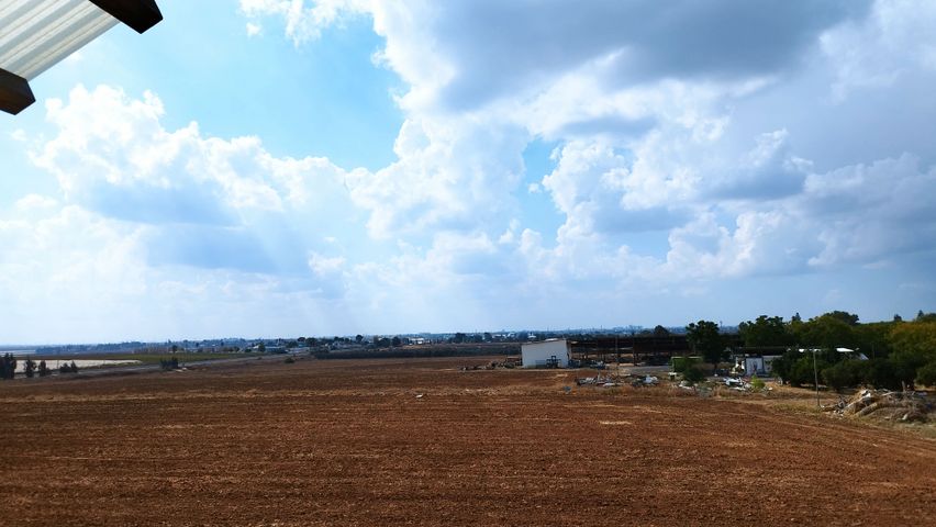 הרקפת 1