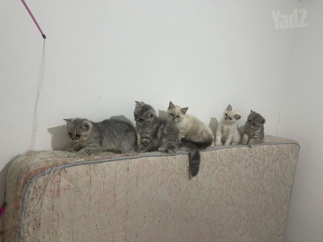 תמונת מודעה - חיות מחמד