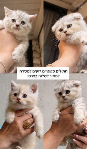 תמונת מודעה - חיות מחמד
