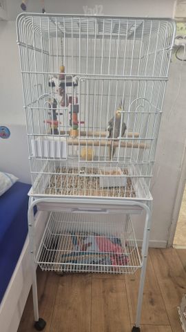 תמונת מודעה - חיות מחמד
