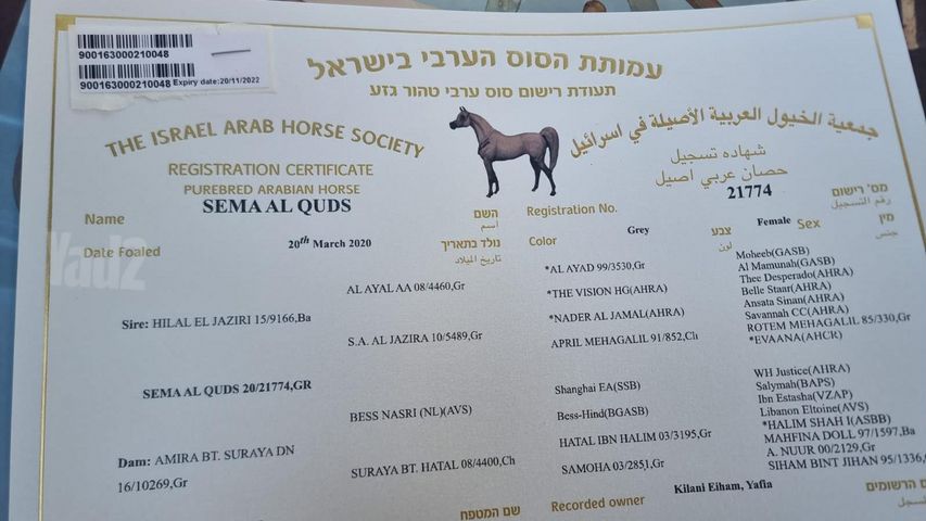 תמונת מודעה - חיות מחמד