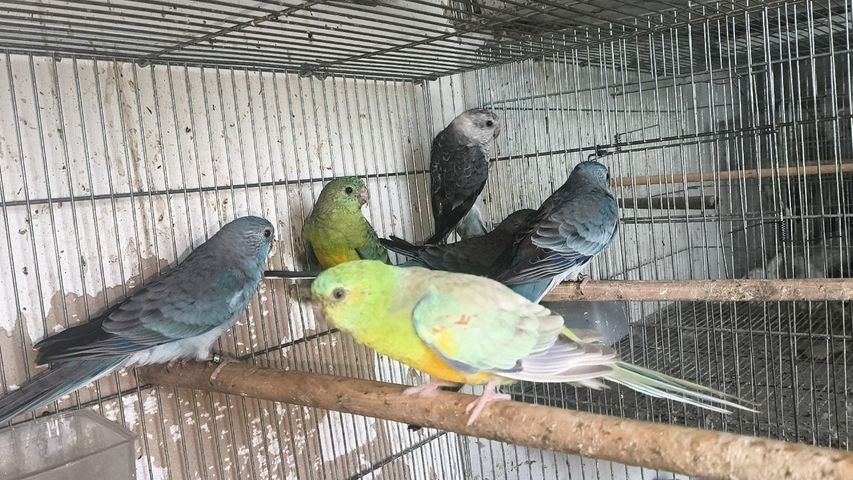 תמונת מודעה - חיות מחמד