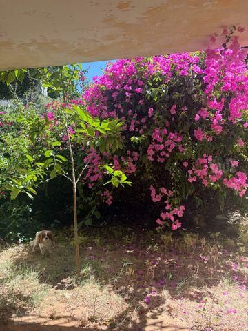 ביאליק 104