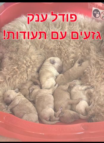 תמונת מודעה - חיות מחמד