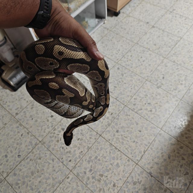 תמונת מודעה - חיות מחמד