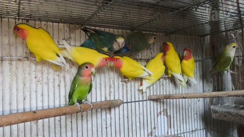תמונת מודעה - חיות מחמד