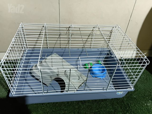 תמונת מודעה - חיות מחמד