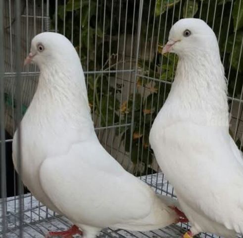תמונת מודעה - חיות מחמד