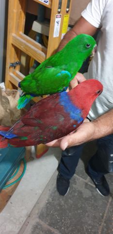 תמונת מודעה - חיות מחמד