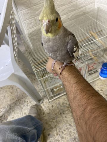 תמונת מודעה - חיות מחמד