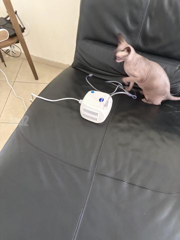 תמונת מודעה - חיות מחמד