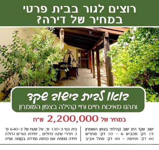 הזית 244