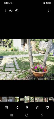 השקדים 44