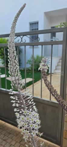 יובלים