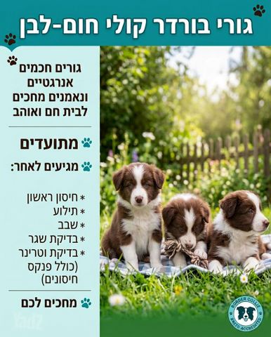 תמונת מודעה - חיות מחמד