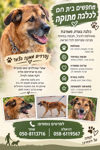 תמונת מודעה - חיות מחמד