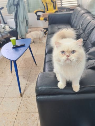 תמונת מודעה - חיות מחמד