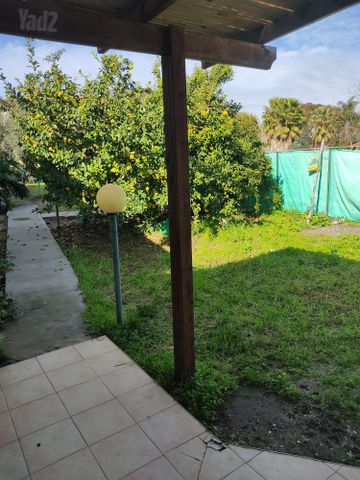 הרימון 100