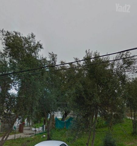 סעדיה חתוכה 