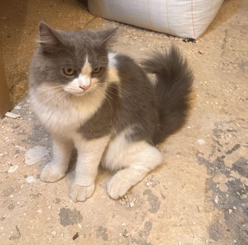 תמונת מודעה - חיות מחמד