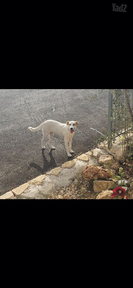 תמונת מודעה - חיות מחמד
