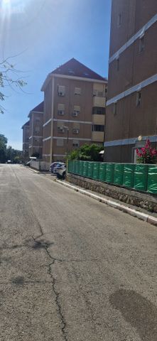 שדמה 