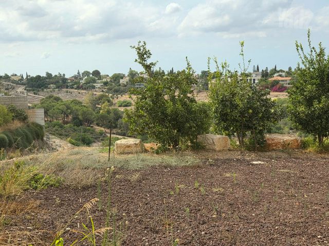 סמדר 8