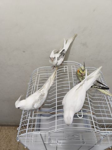 תמונת מודעה - חיות מחמד