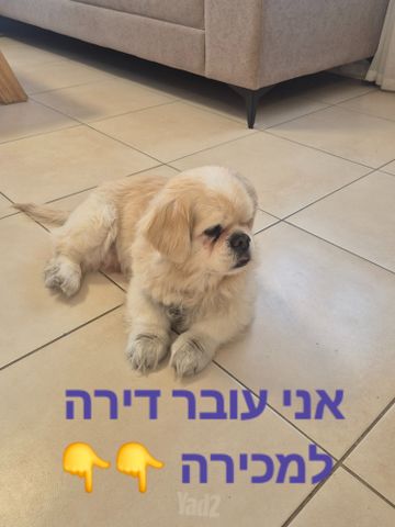 סתוונית 
