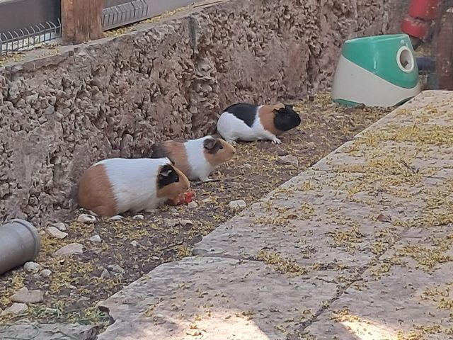 תמונת מודעה - חיות מחמד
