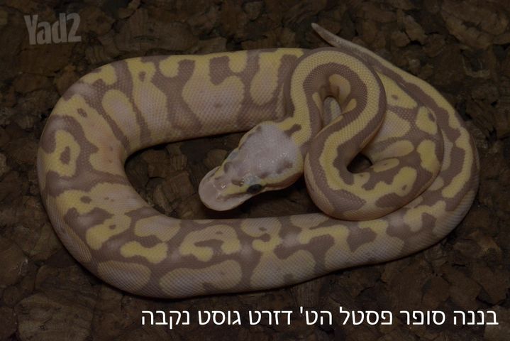 תמונת מודעה - חיות מחמד