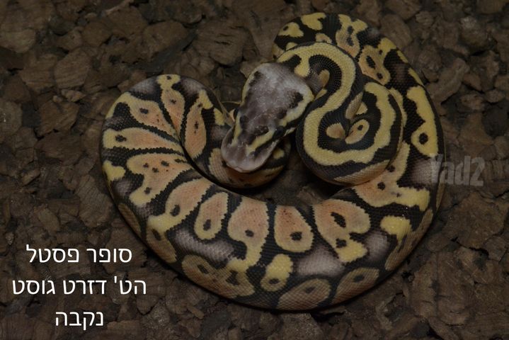 תמונת מודעה - חיות מחמד