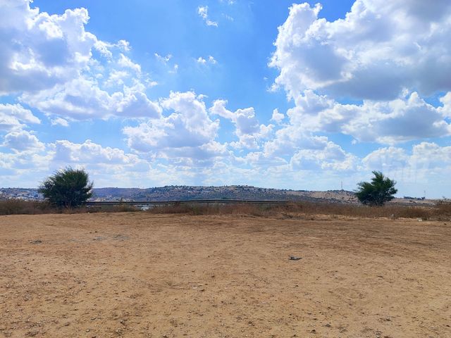צופים