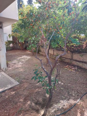 Holon, Israel 9