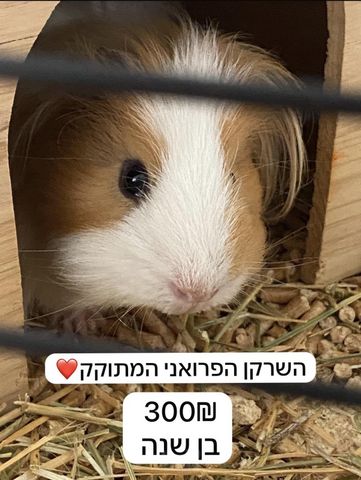 תמונת מודעה - חיות מחמד