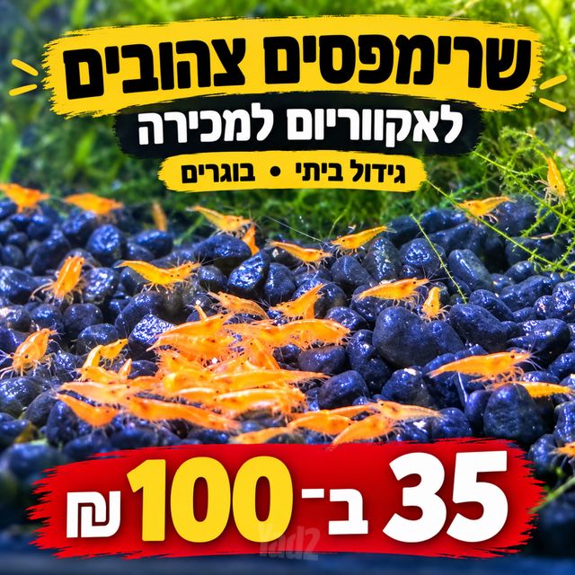 תמונת מודעה - חיות מחמד