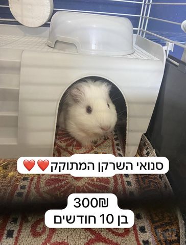 תמונת מודעה - חיות מחמד