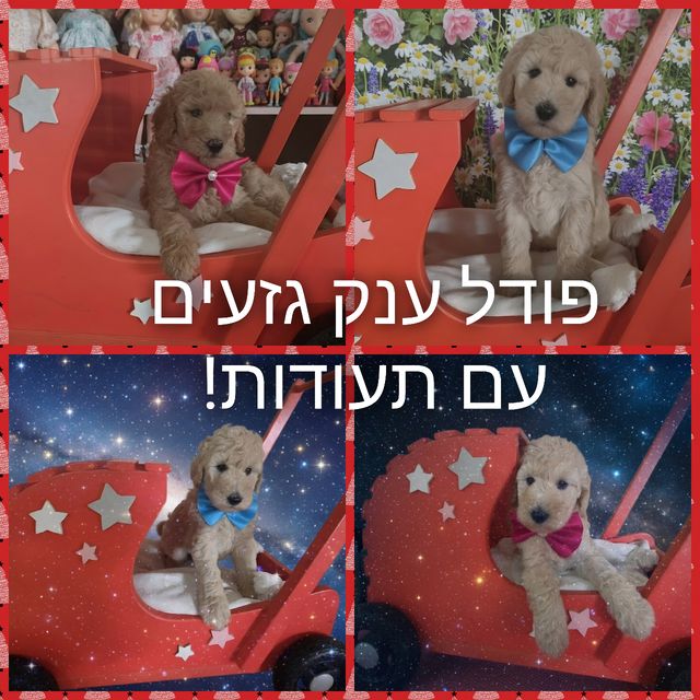 תמונת מודעה - חיות מחמד