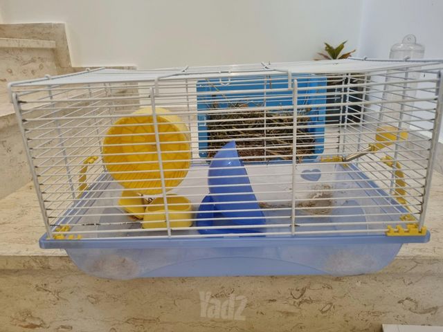 תמונת מודעה - חיות מחמד